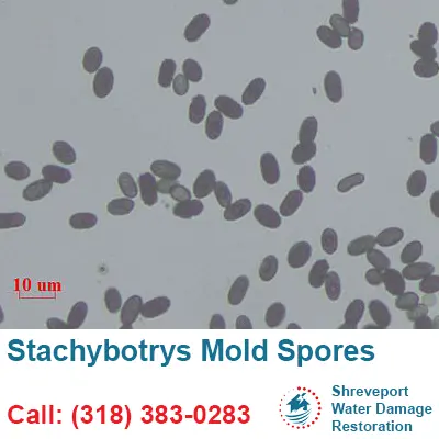 Stachybotrys Mold Spores